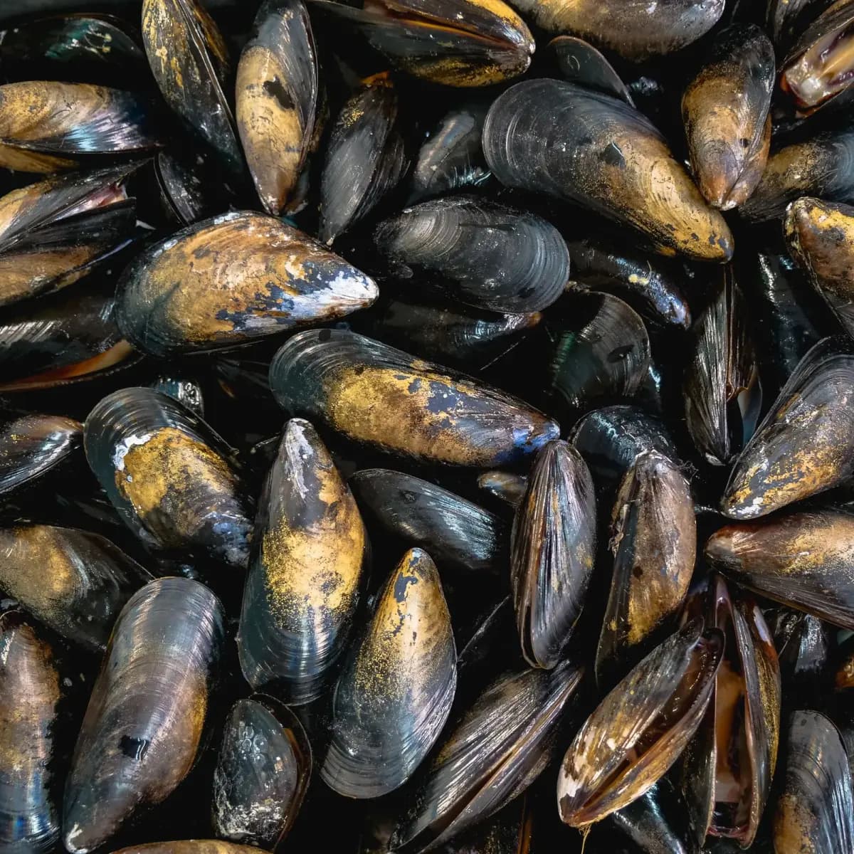 智利熟凍淡菜