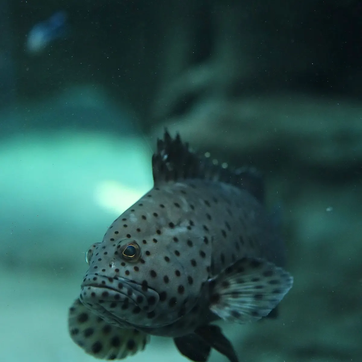 澎湖石斑魚（整尾）