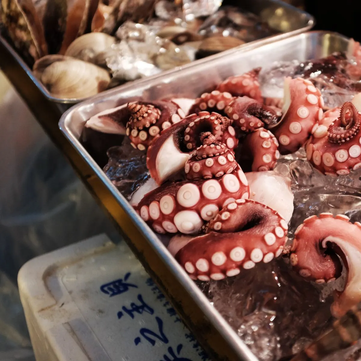 澎湖章魚